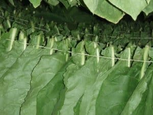 Tobacco hanging in a barn to dry