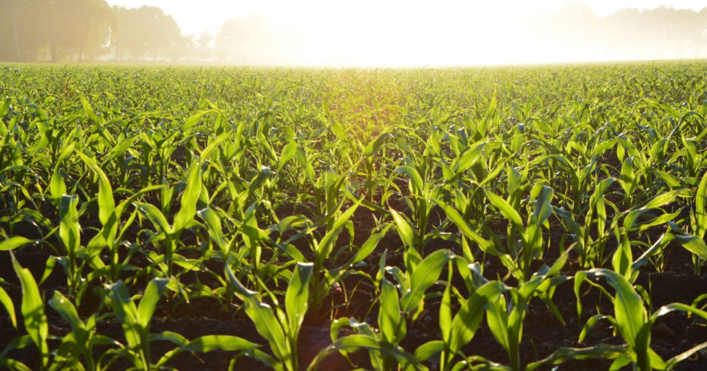 sunrise over a corn field during summer