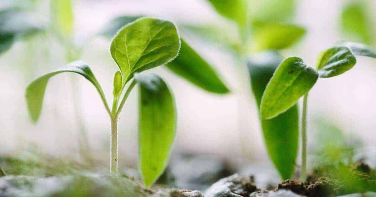 5 Benefits to Growing Your Own Food